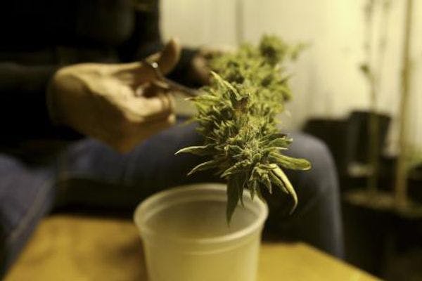 Uruguay venderá la marihuana libre de impuestos para luchar contra los traficantes de drogas