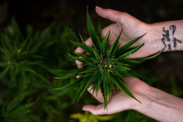 La Cámara de Representantes de Estados Unidos votará la descriminalización de la marihuana a nivel estatal