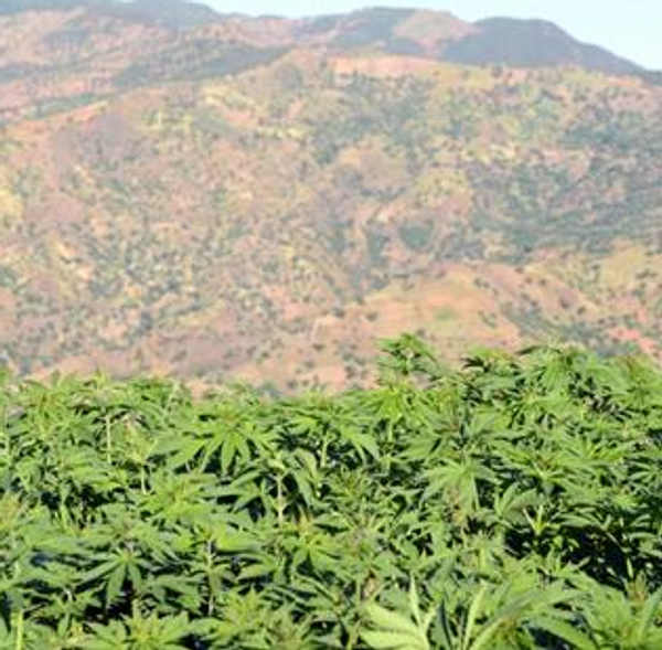 Un parti marocain organise une session  sur la législation du cannabis