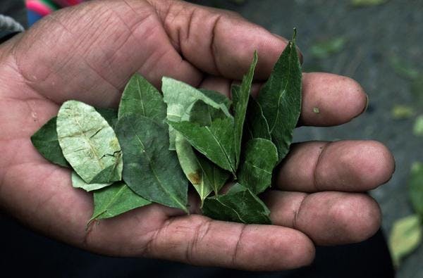 Le meurtre de leaders sociaux : Un effet imprévu du programme de substitution des cultures illicites en Colombie