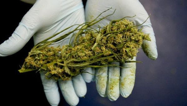 La cruzada contra la marihuana medicinal en Colombia