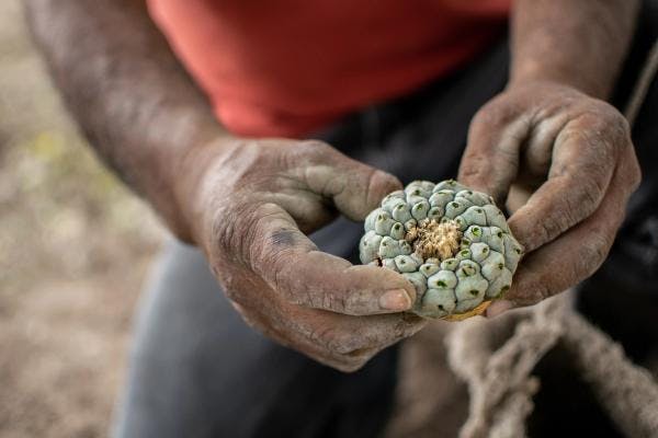 La presión para legalizar las sustancias psicodélicas ha ignorado a las comunidades indígenas