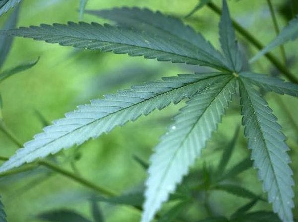 Dépénaliser le cannabis n’inciterait ni à la consommation ni au crime