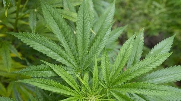 Nuevo medicamento a base de marihuana podría salvar a niños con epilepsia