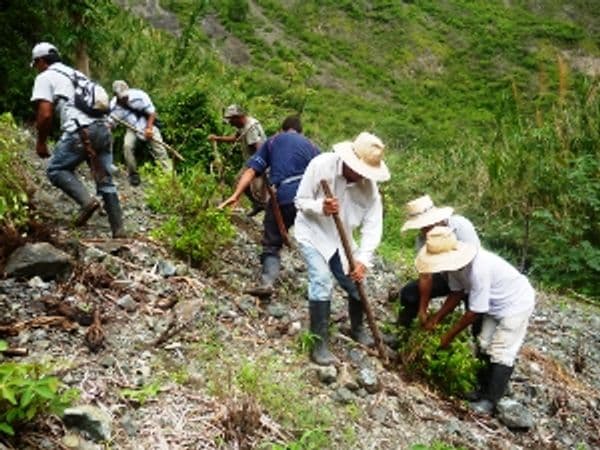 Coca, cocaína y paz: cinco claves para el futuro