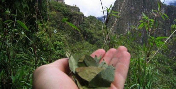 The effect of Bolivian elections on coca production