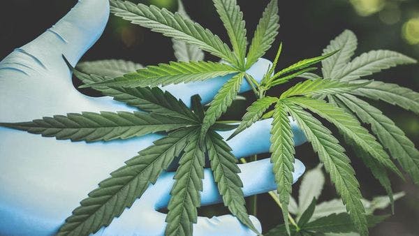 Iniciativa de la JIFE sobre el cannabis: 181 ONG de 56 países piden transparencia y responsabilidad