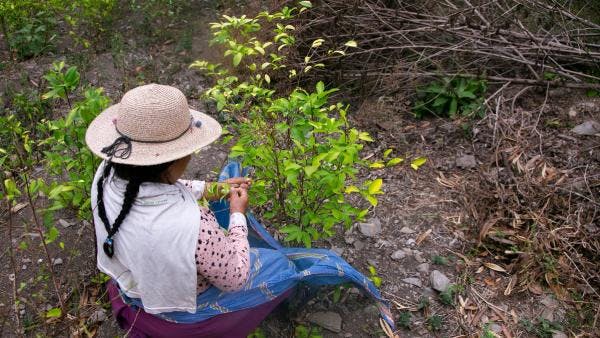 Se reúnen cultivadores de coca y liderazgos indígenas de los países andinos