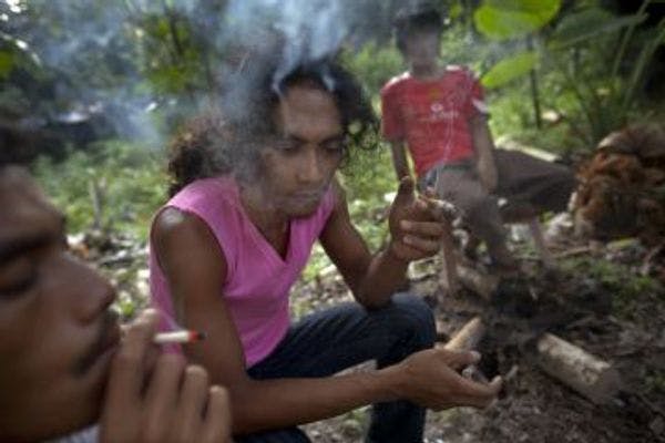 Thailand’s cure for meth dependency? A leafy jungle stimulant