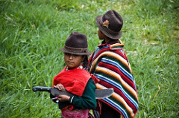 Sacred plants and implementation of the right to free, prior and informed consultation of Indigenous peoples