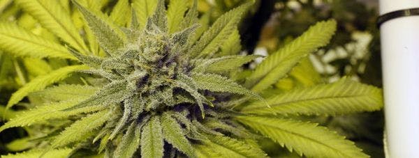 http://idpc.net/alerts/2014/09/marijuana-legalisation-calls-receive-new-boost-in-south-africa