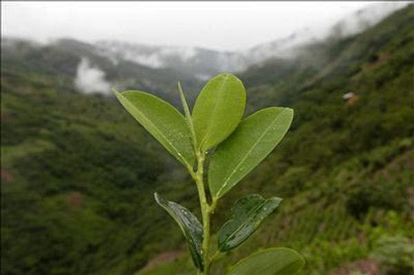 Uso de coca deberá tener autorización de indígenas en Bolivia