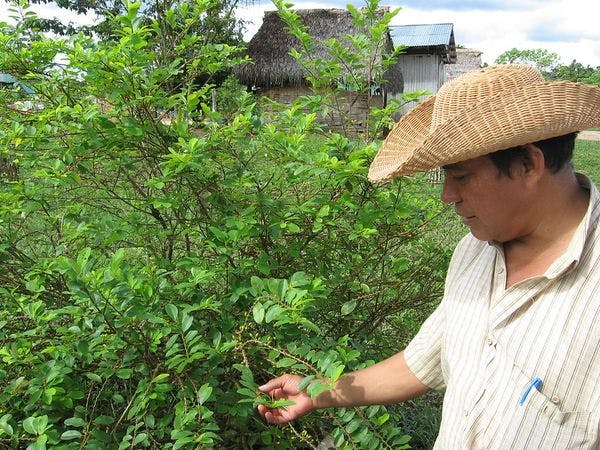 Colombie : pulvérisation de produits chimiques toxiques pour empêcher les Américains de se droguer