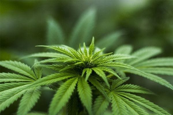 La Cámara de Representantes de las Filipinas aprueba el uso y la producción de cannabis medicinal