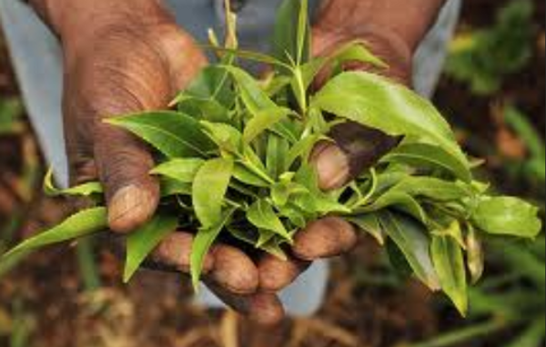 Les producteurs de Khat laissés pour compte après l’interdiction du Royaume-Uni