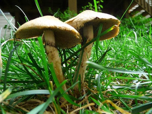 Quatre canadiens atteints de cancer en phase terminale gagnent le droit d’essayer les champignons magiques