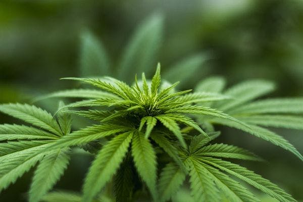 Comment la dépénalisation du cannabis va fonctionner en Israël