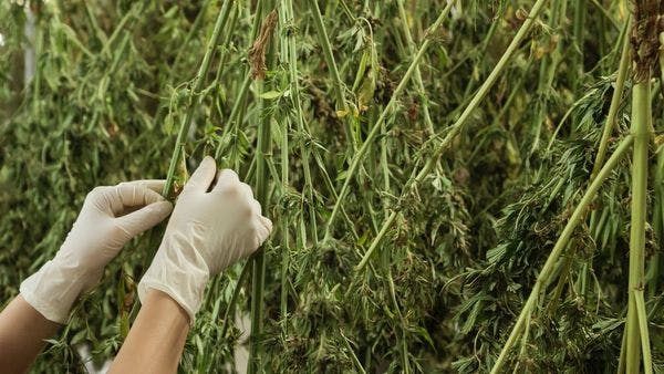 La Malaisie veut s'inspirer de la Thaïlande pour développer l'usage médical du cannabis