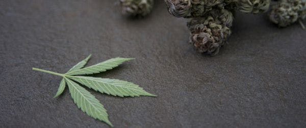 La Roumanie légalise la marijuana pour usage médical