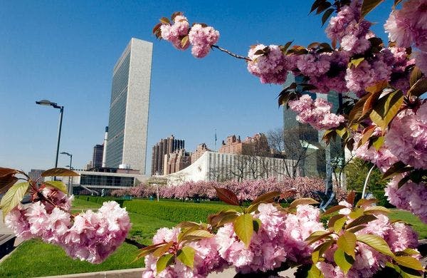 Un documento filtrado revela que una agencia de drogas de la ONU apuesta por que el mundo descriminalice todas las drogas