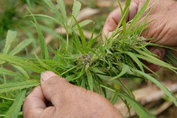 Instan al Legislativo de Puerto Rico a que regule la marihuana con fin medicinal 