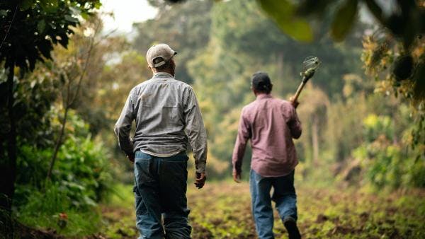 ‘This is another revolution’: Could legalisation of cannabis transform Mexico’s economy?