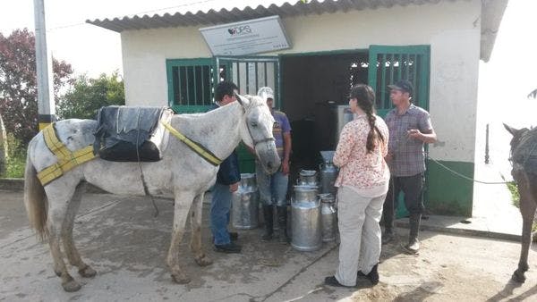 La coca et l'accord de paix en Colombie : commentaire sur le projet de substitution à Briceño