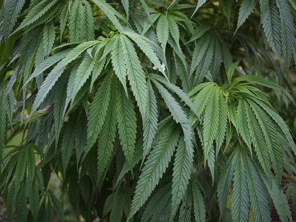 Refus par le National des projets pilotes sur le cannabis en Suisse