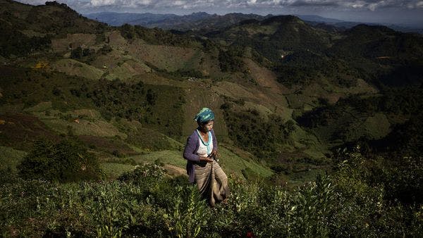 Myanmar vuelve a lo que vende: la heroína