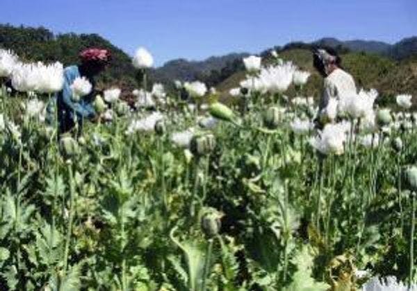 Economistas ganadores del Nobel piden nuevos modelos en "guerra contra la droga"