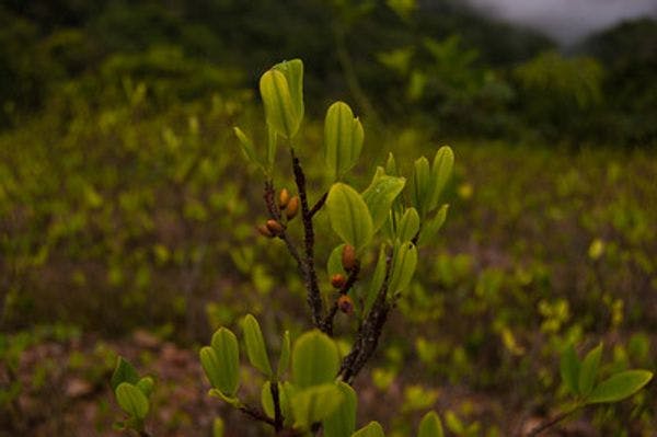 Líderes de sustitución de cultivos sufren más violencia desde el acuerdo de paz en Colombia