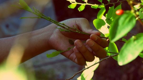 L'effondrement du commerce de la coca a anéanti la Colombie rurale