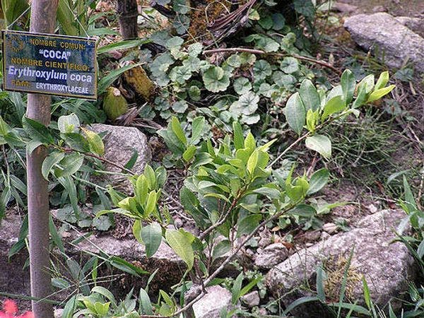 Hablamos largo y tendido con el hombre que más sabe de coca en Colombia