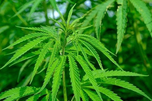 Après la crise du Covid-19, il faut légaliser le cannabis, vite !