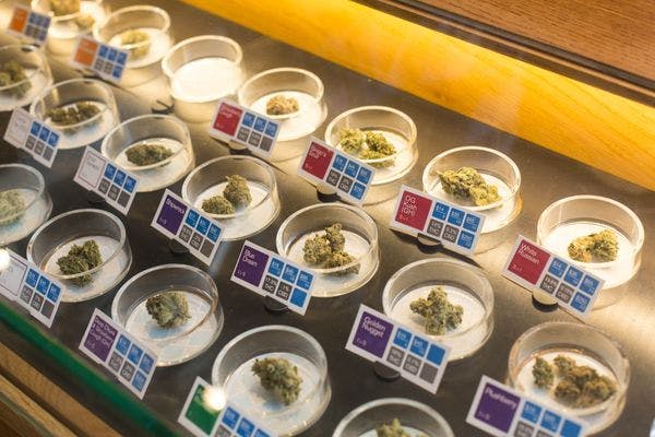 México importará extracto de mariguana pese a ser potencia mundial en cultivo de cannabis