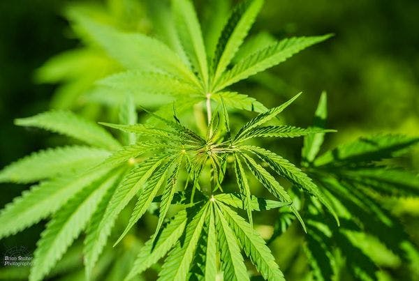 Géorgie : le jugement de la Cour constitutionnelle sur l’ensemencement et la culture du cannabis