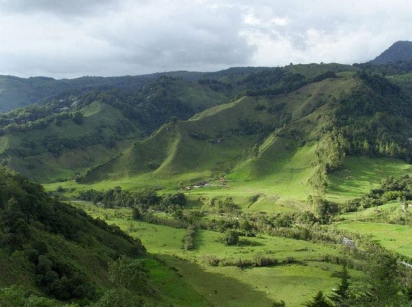 Regulación de cannabis para uso medicinal en Colombia