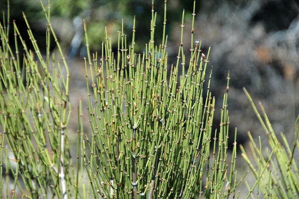 Los nuevos ataques aéreos de los Estados Unidos eclipsan un cambio drástico en la industria de drogas de Afganistán: la proliferación de la metanfetamina de bajo costo