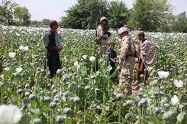 Aux extrêmes de la politique des drogues au Moyen-Orient et l'Afrique du Nord: Drogues, militants et droits humains. 