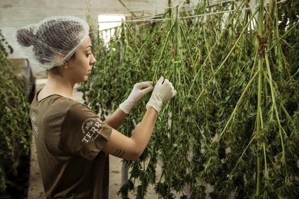 Why is Asia divided on a green light for medical marijuana?