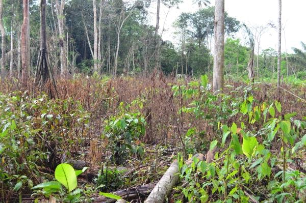 Back-to-back panel discussions on drug crop production, poverty and development