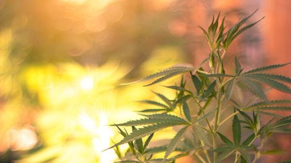 Le projet de légalisation du cannabis en Allemagne présenté au sein du gouvernement