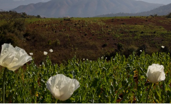 Opium poppies to be legalised in Victoria as demand for painkillers soars