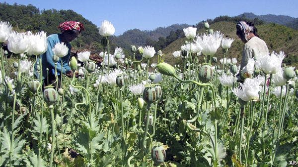 El cultivo de opio y el consumo de drogas vuelven a estar al alza en la región de Myanmar