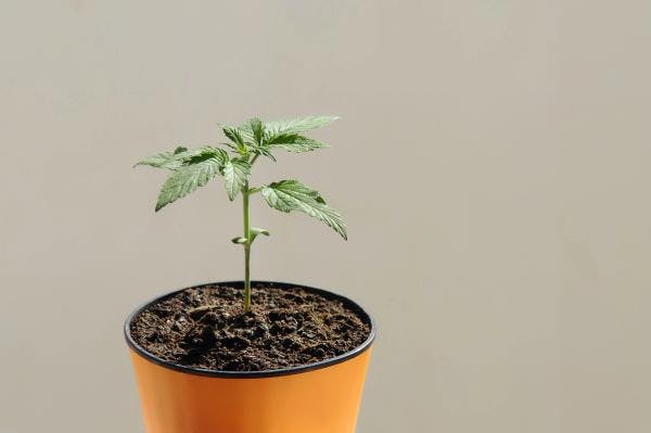 El autocultivo de cannabis ya es legal en Luxemburgo