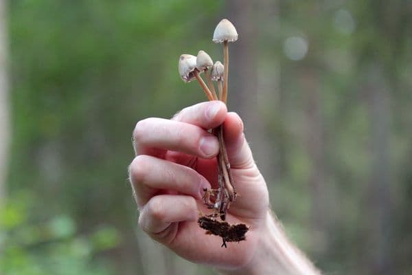 Govt take a trip to the shroom to help Thailand’s depressed