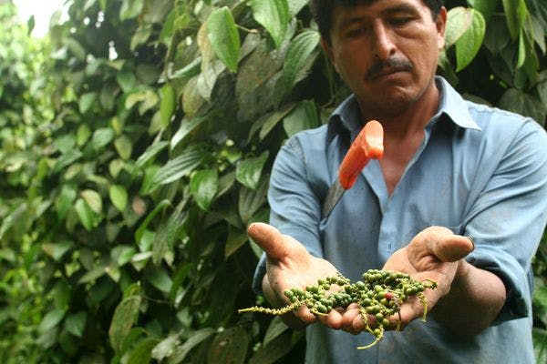 Expertos en Tailandia debaten un enfoque de desarrollo alternativo con miras a la UNGASS sobre drogas en 2016 