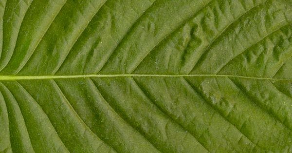 “Un logro sin precedentes en el mundo” – La descriminalización del kratom en Tailandia