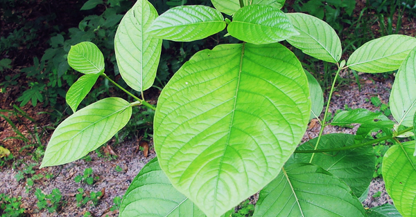 Le kratom, souvent utilisé comme substitut à certains opioïdes, est désormais interdit en France