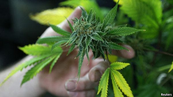 Comment fonctionne le marché de marijuana au Colorado?